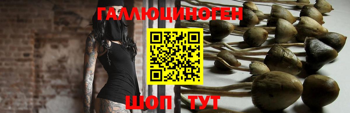 Дмитров  наркота  Вход с VPN  Галлюциногенные грибы Psilocybe 